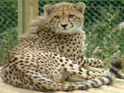 Cheetah at Exmoor Zoo