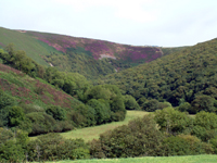 Doone Valley showing the heather hilltops