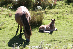 Exmoor ponies