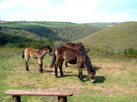 Exmoor ponies at Webbers Post near Porlock