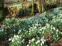 Snowdrop Valley on Exmoor in February