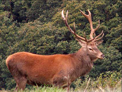 Exmoor red deer